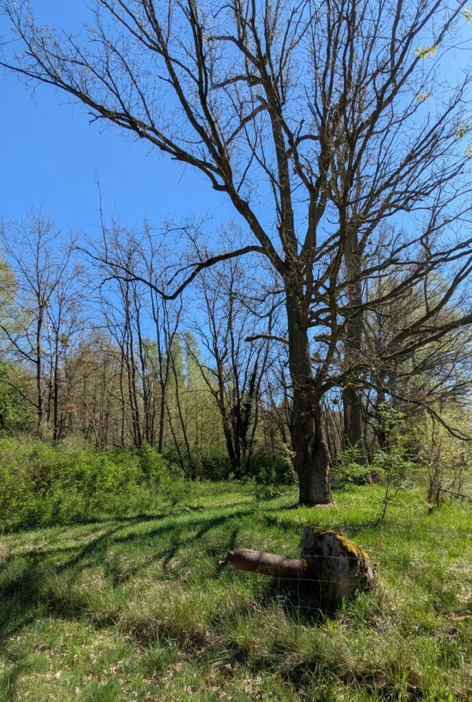 Im Vordergrund ein moosbewachsenes Trümmerteil aus dem ein Metallrohr ragt im Gras, im Hintergrund ein großer, weitverzweigter Baum und junge Frühlingsbäume vor klarem blauem Himmel.